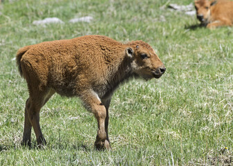 Fototapeta premium Bison calf walking alone on the grass