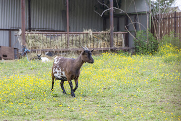 Fototapeta premium Eine Ziege im Bauernhof, 