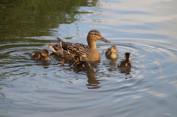 duck and ducklings