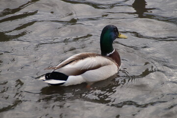 duck on the lake