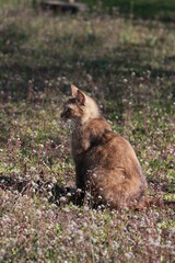 Cat in the garden
