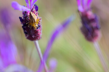 Spider in their natural environment.