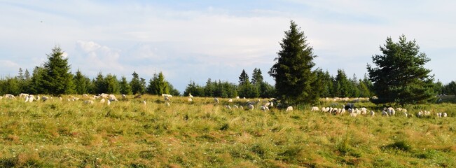Sheep in the pasture. Holidays in the mountains