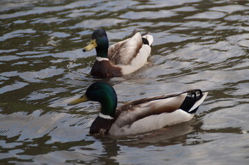 ducks on the lake