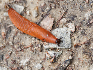 Arion rouge ou grande limace (Arion rufus). Mollusque au corps ridé orangé, tête et tentacules brun noir en bordure de sentier humide de Forêt-Noire Allemagne