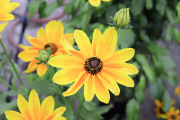 Clusters of yellow rudbeckia flowers blooming in the garden