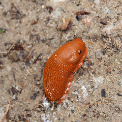 (Arion rufus) Grande Loche ou grande limace rouge orangé