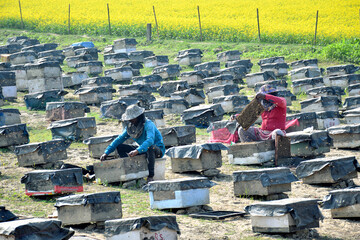 Beekeepers Are Busy In Collecting Honey From The Bee Hives Near The Mustard Field