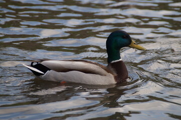 duck on the lake