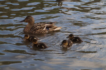 duck and ducklings