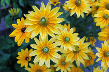 Clusters of yellow rudbeckia flowers blooming in the garden - obrazy, fototapety, plakaty