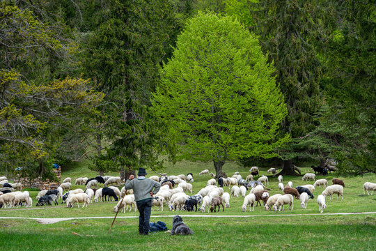 Sch&auml;fer mit Hund l&auml;sst Herde grasen in der N&auml;he des Ferchensees bei Mittenwald
