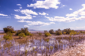 Mangroves in National Park in Nabq, Sharm El Sheikh, Egypt.