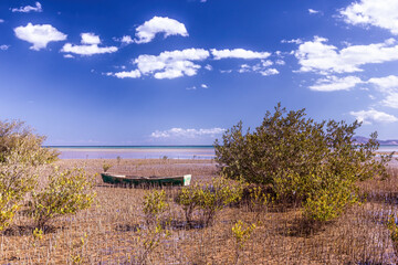 Mangroves in National Park in Nabq, Sharm El Sheikh, Egypt.