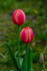 Tulipa (waterlily tulip) in spring garden