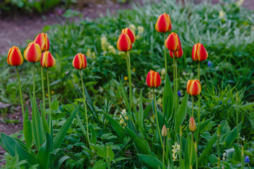 Tulipa kaufmanniana (waterlily tulip) in spring garden