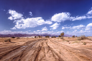 The beaten track in Nabq National Park, Sharm El Sheikh, Egypt.