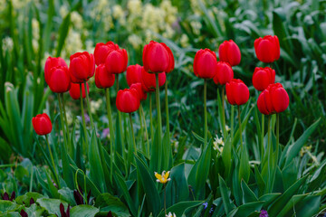 Fototapeta premium Tulipa kaufmanniana (waterlily tulip) in spring garden