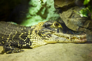 close up of a crocodile