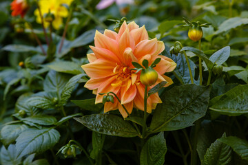 Annuals dahlias in garden. 