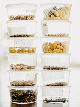 Vegetable seeds before planting in small boxes
