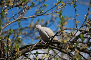dove on branch