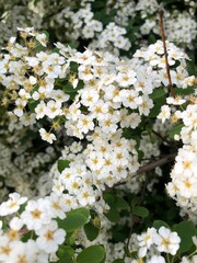 white flowers blossom