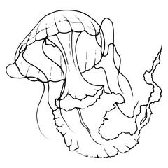 Hand draw illustration jellyfish. Line art. Jellyfish clipart. Logo design