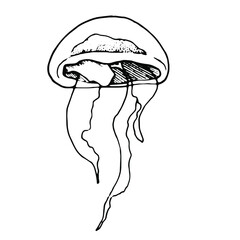 Hand draw illustration jellyfish. Line art. Jellyfish clipart. Logo design