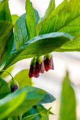 Flower of deadly nightshade or atropa beladonna. Atropa beladonna is a perennial herbaceous plant in the Solanaceae family with a thick, multi-headed rhizome