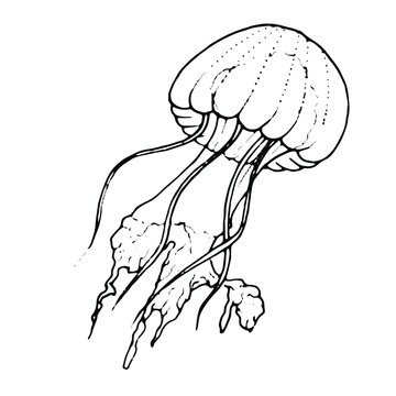 Hand draw illustration jellyfish. Line art. Jellyfish clipart. Logo design