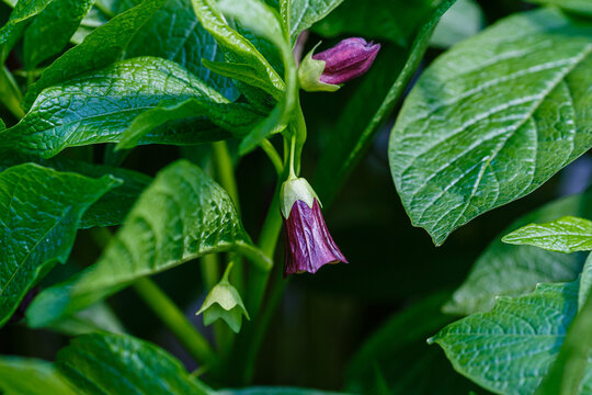 Flower of deadly nightshade or atropa beladonna. Atropa beladonna is a perennial herbaceous plant in the Solanaceae family with a thick, multi-headed rhizome