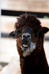 this is a close up of an alpaca