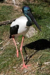 the black necked stork is a tall bird with a long black beak