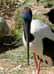 this is a close up of a black necked stork