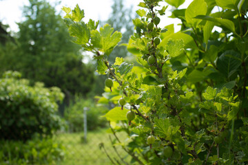 Gooseberry. 05.06.2021 17:50