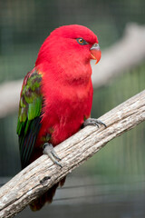 the chatting lory is perched on a branch