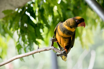 the dusky lory is perched on a tree branch