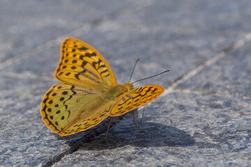 close up of butterfly sitting on sidewalk tile