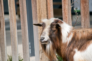 this is a brown and white goat