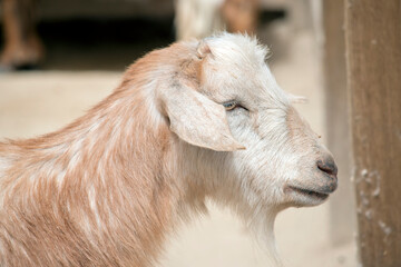 this is a side view of a  young goat