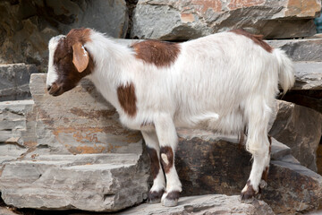 the goat is standing on a rock