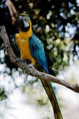 the blue and gold macaw is perched on a tree branch
