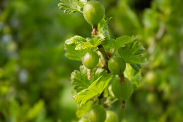 Gooseberry. 05.06.2021 17:50