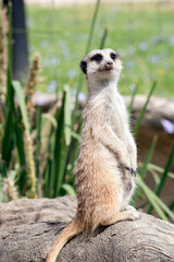 the meerkat is standing sentry looking out for preditors