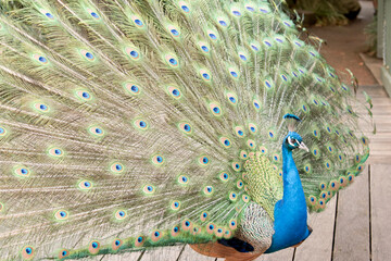 Obraz premium the peacock is looking for a mate