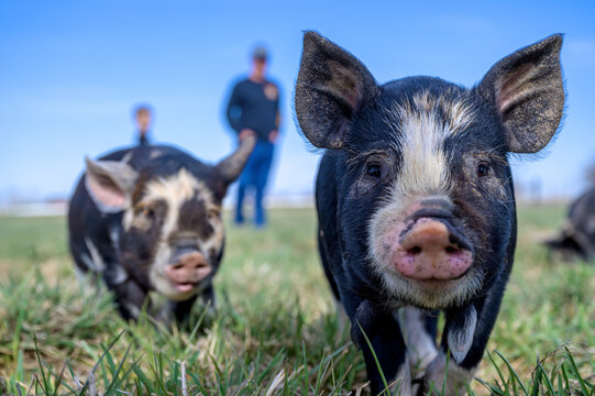 piglets playing on farm