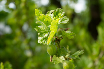 Gooseberry. 05.06.2021 17:50