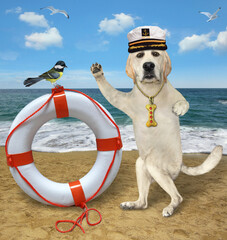 A dog labrador captain in a sailor hat stands near a lifebuoy by the sea.