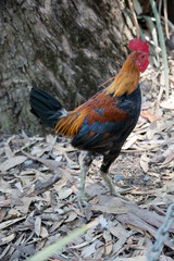 the rooster is crowing